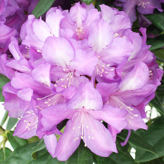  Rhododendron 'Purple Success', Hauteur 40/50 Cm, Conteneur, 7 Litres