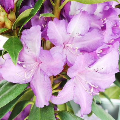  Rhododendron 'Purple Success', Hauteur 40/50 Cm, Conteneur, 7 Litres