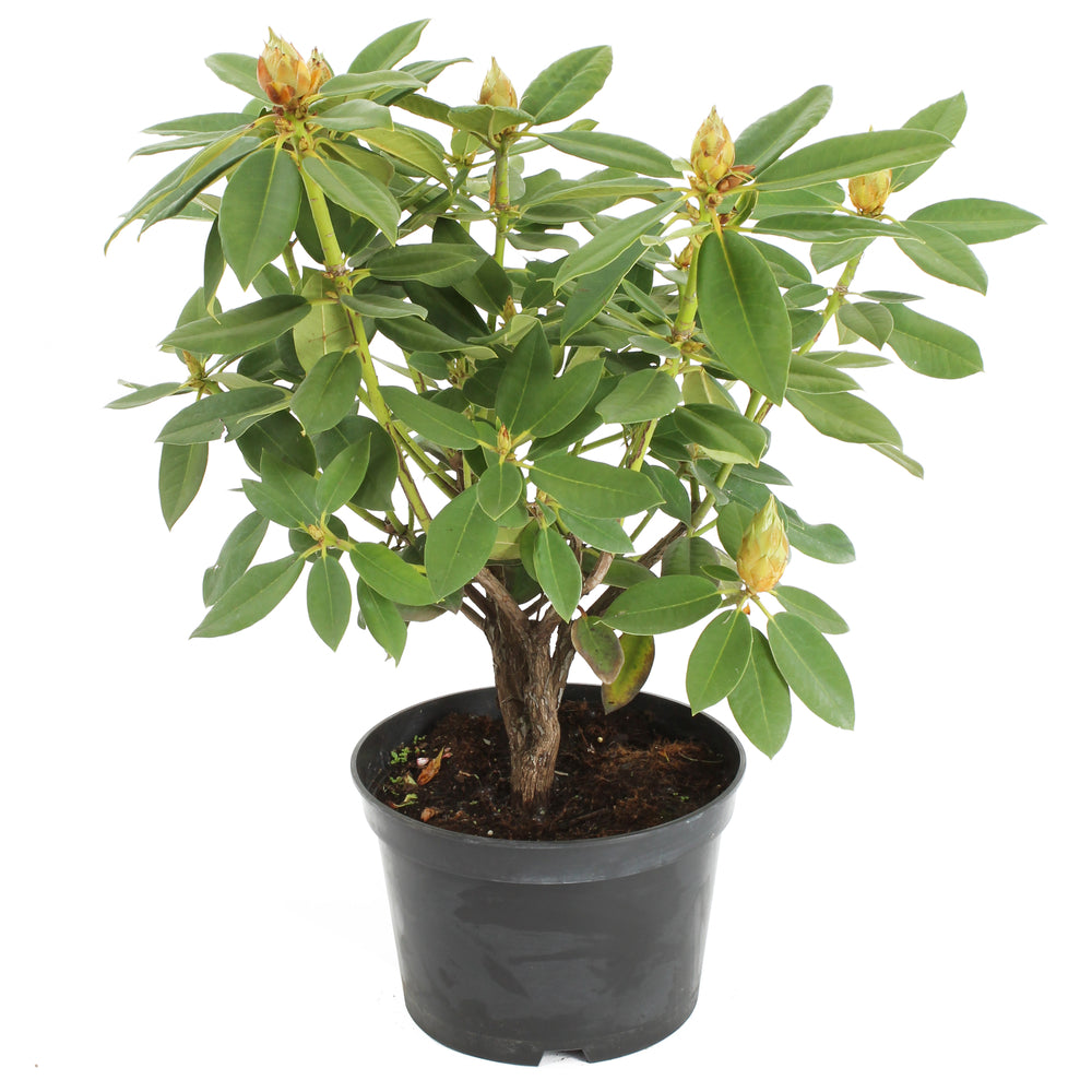  Rhododendron 'Purple Success', Hauteur 40/50 Cm, Conteneur, 7 Litres