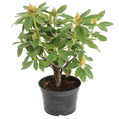  Rhododendron 'Purple Success', Hauteur 40/50 Cm, Conteneur, 7 Litres