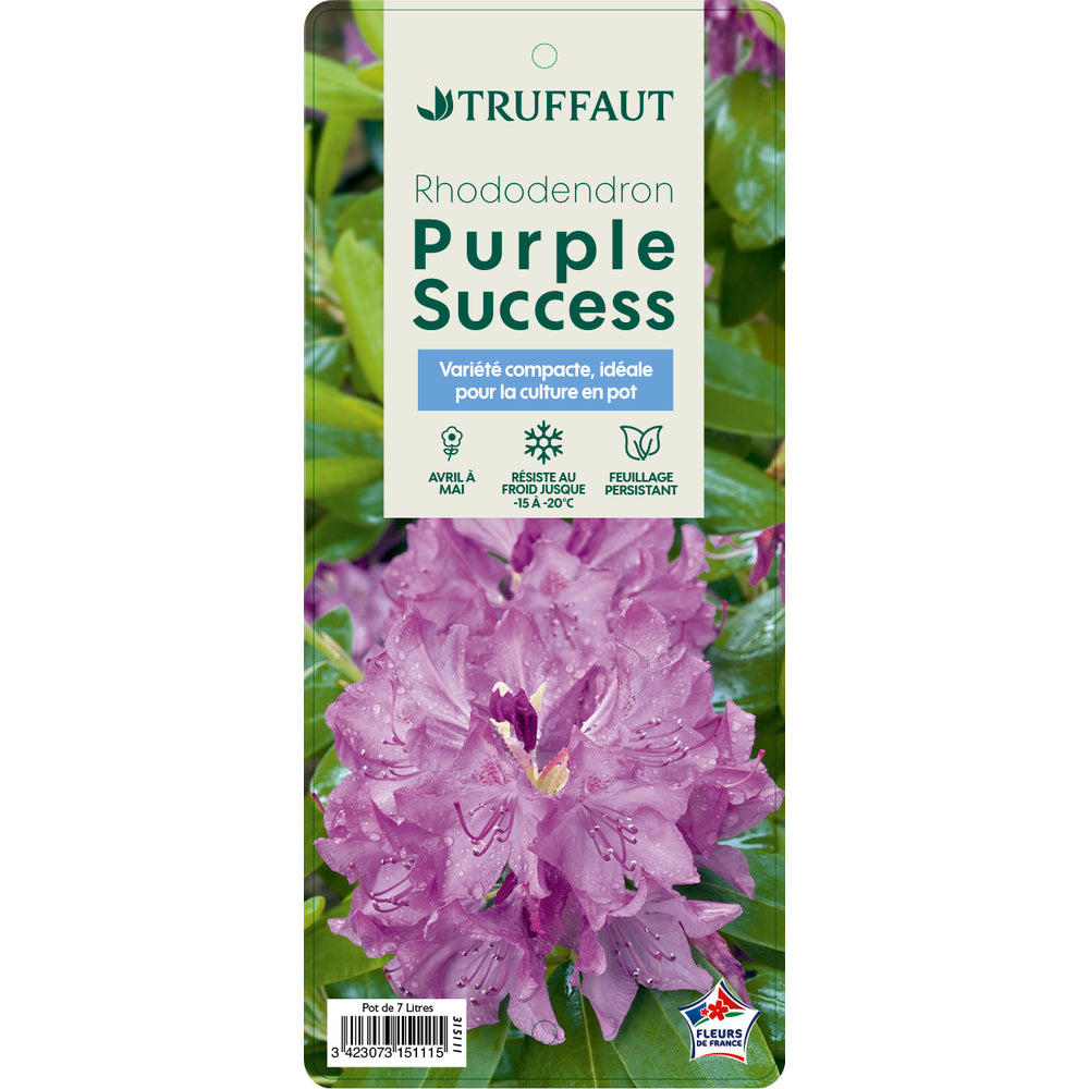  Rhododendron 'Purple Success', Hauteur 40/50 Cm, Conteneur, 7 Litres