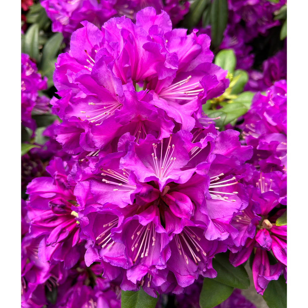  Rhododendron 'Purple Success', Hauteur 40/50 Cm, Conteneur, 7 Litres