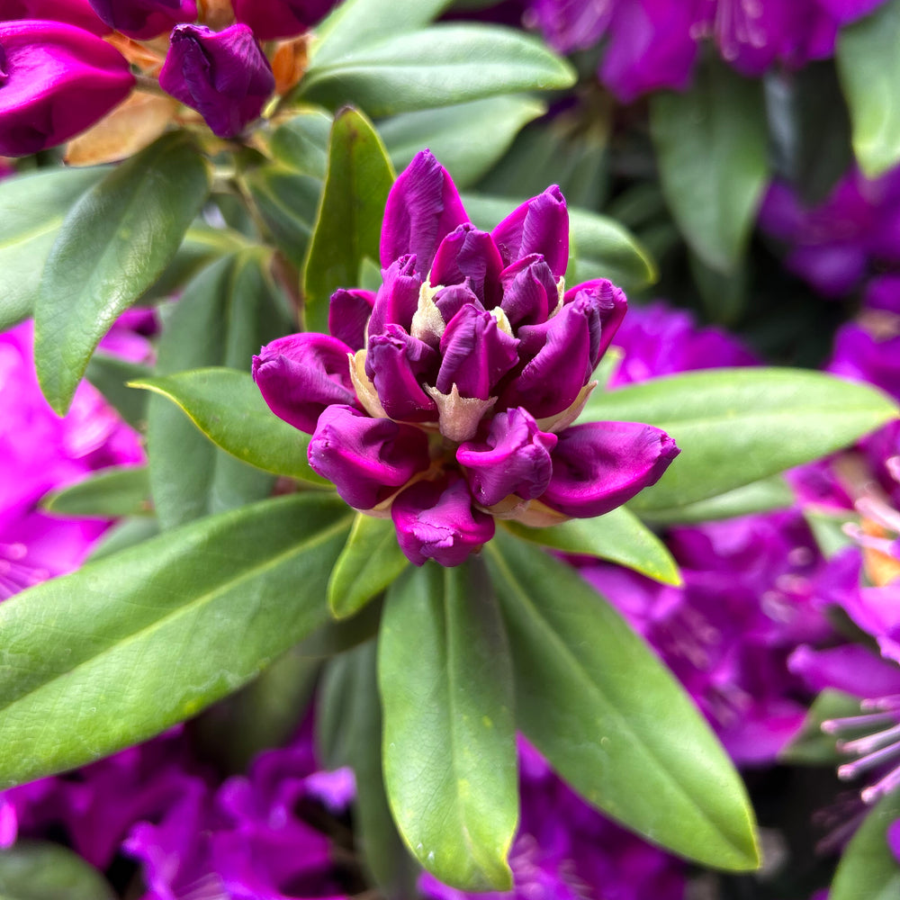  Rhododendron 'Purple Success', Hauteur 40/50 Cm, Conteneur, 7 Litres