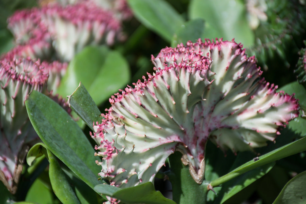  Lot De 2 - Euphorbia Lactea Cristata - Plante Cactus - 20-30 Cm De Haut - Pot 11 Cm