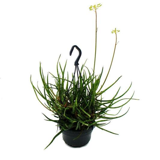  Aloe Araignée - Aloe Bakeri - Plante Suspendue En Pot à Ampoule De 14cm