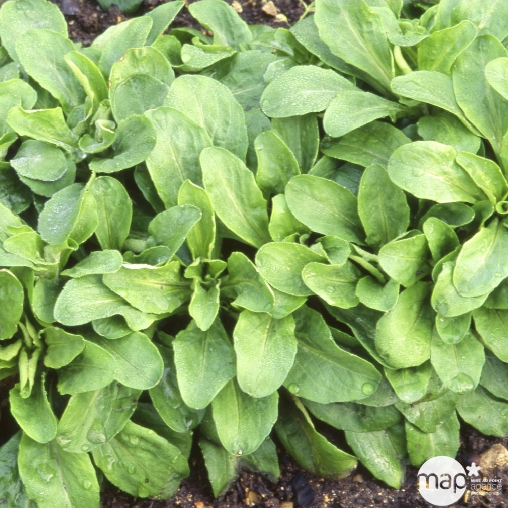  Plants De Mâche 'Gala' : Barquette De 12 Plants