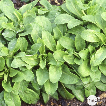  Plants De Mâche 'Gala' : Barquette De 12 Plants