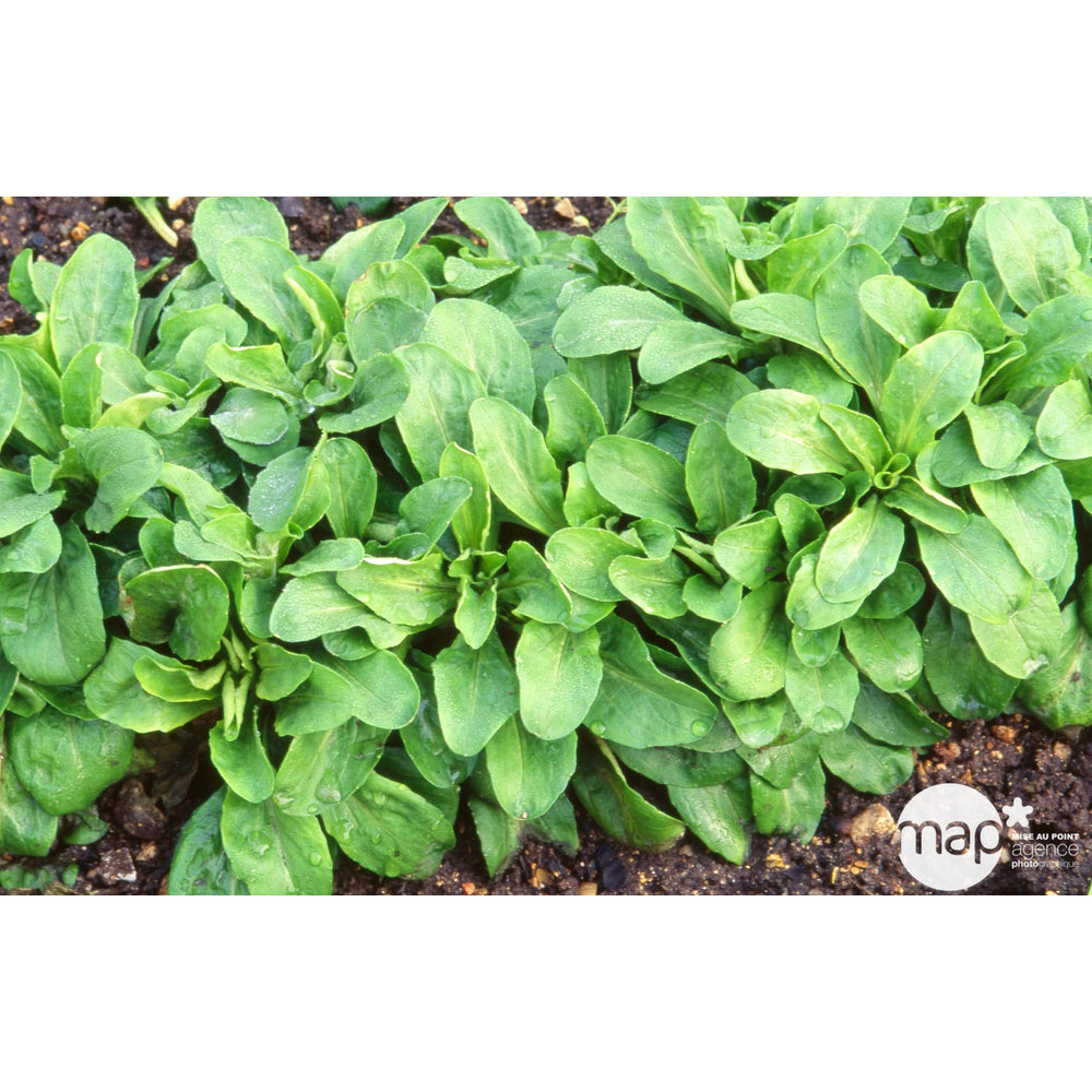  Plants De Mâche 'Gala' : Barquette De 12 Plants