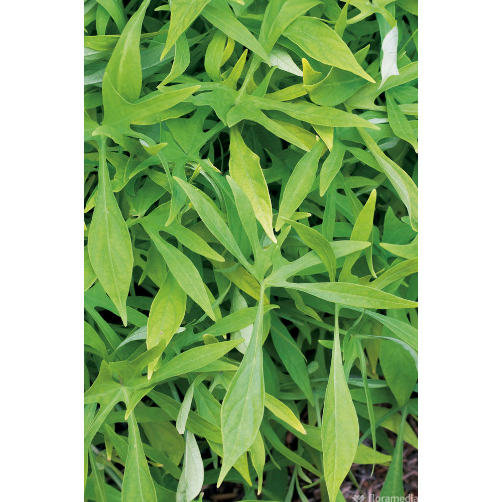  Ipomée : Plateau De 6 Plants En Godets Ø 8 Cm