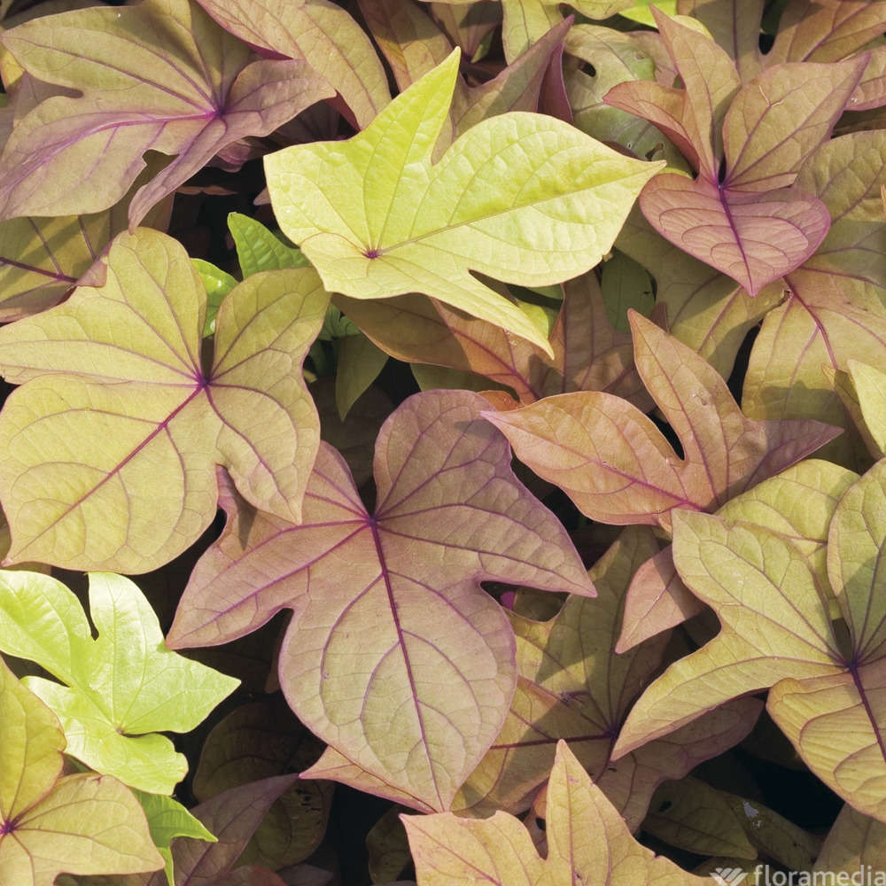  Ipomée : Plateau De 6 Plants En Godets Ø 8 Cm