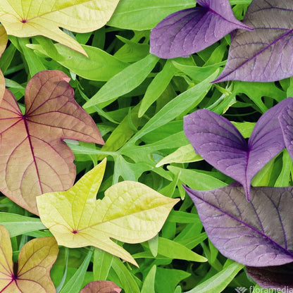  Ipomée : Plateau De 6 Plants En Godets Ø 8 Cm