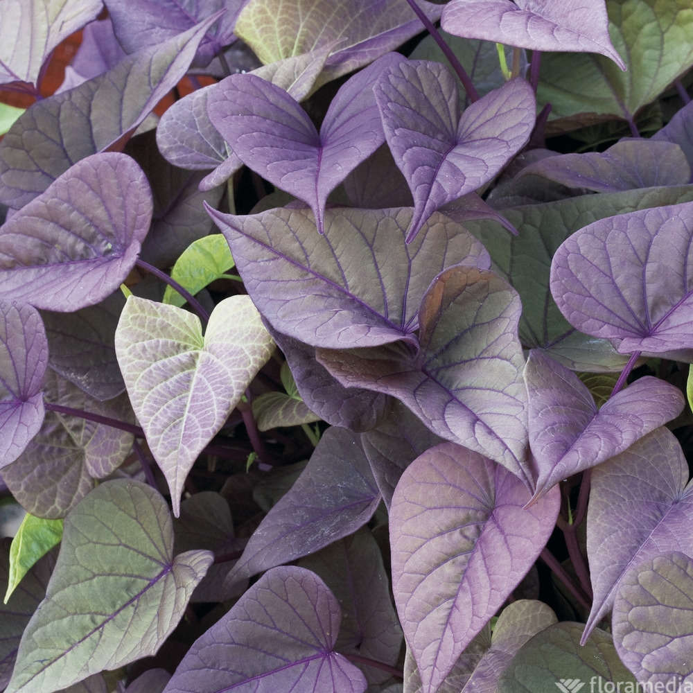 Ipomée : Plateau De 6 Plants En Godets Ø 8 Cm