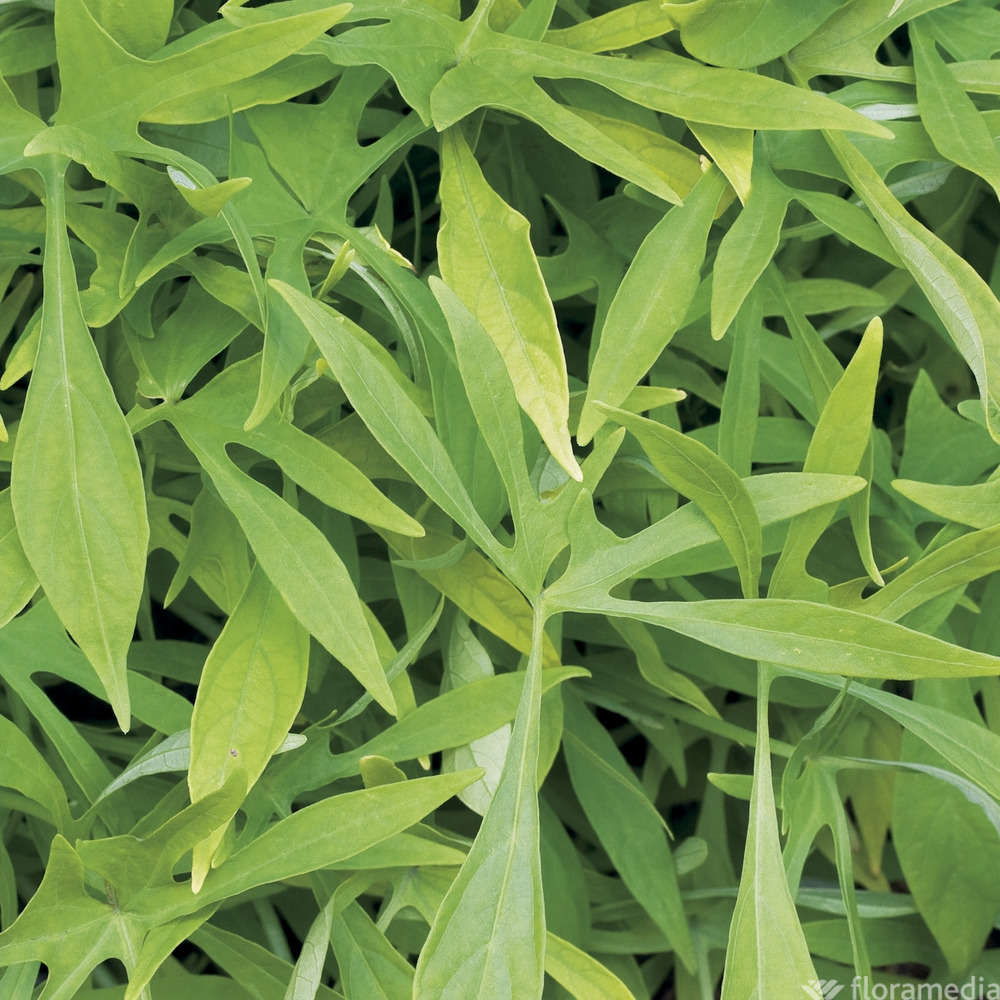  Ipomée : Plateau De 6 Plants En Godets Ø 8 Cm