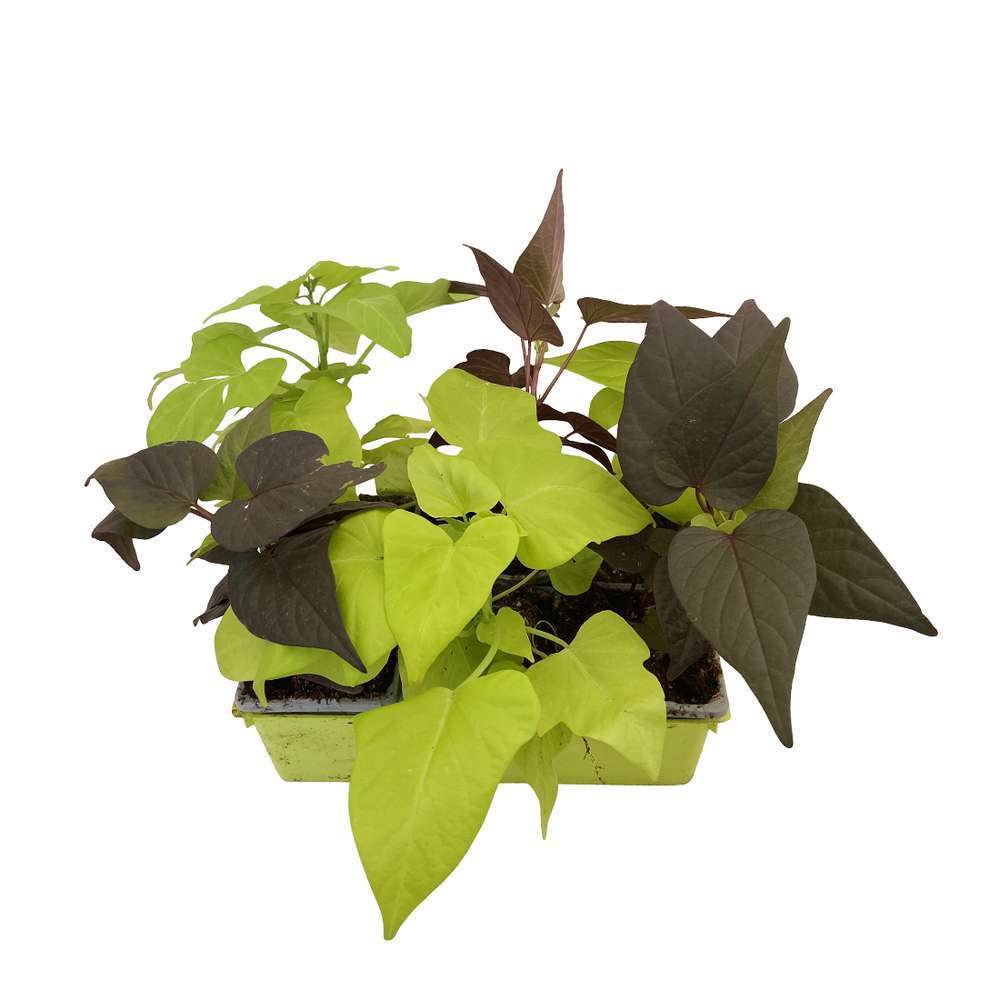  Ipomée : Plateau De 6 Plants En Godets Ø 8 Cm