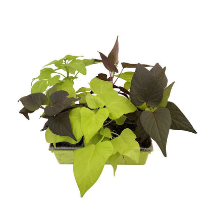  Ipomée : Plateau De 6 Plants En Godets Ø 8 Cm