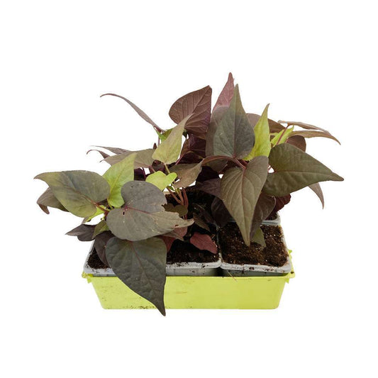  Ipomée : Plateau De 6 Plants En Godets Ø 8 Cm