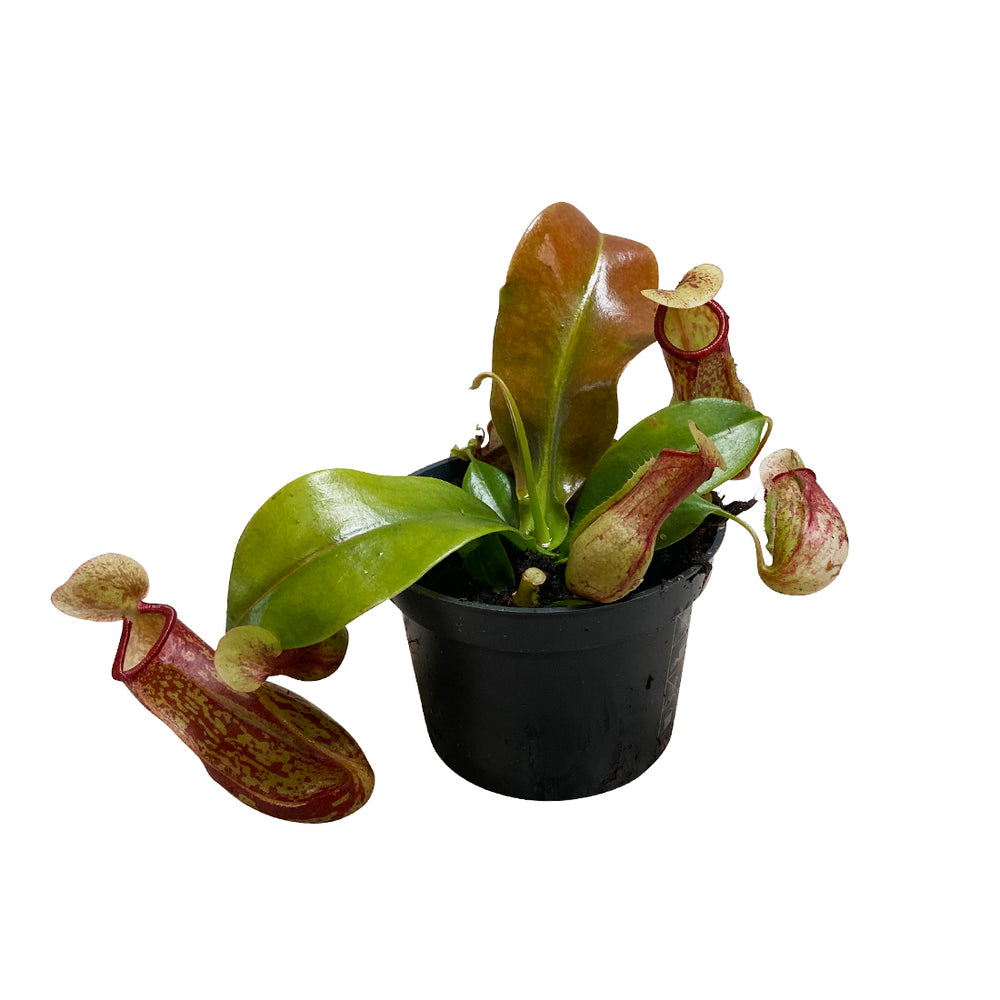  Népenthès : Pot Ø9cm