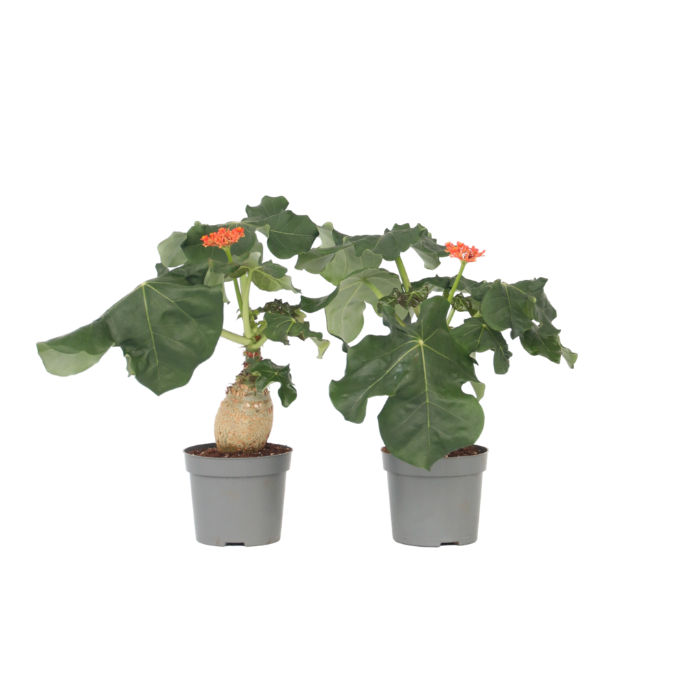  Podagre - Set De 2 - Jatropha Podagrica - Hauteur 25-45cm - ⌀13cm