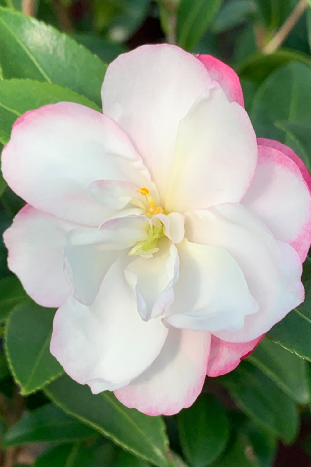  Camélia 'blush' - En Pot De 1 Litre