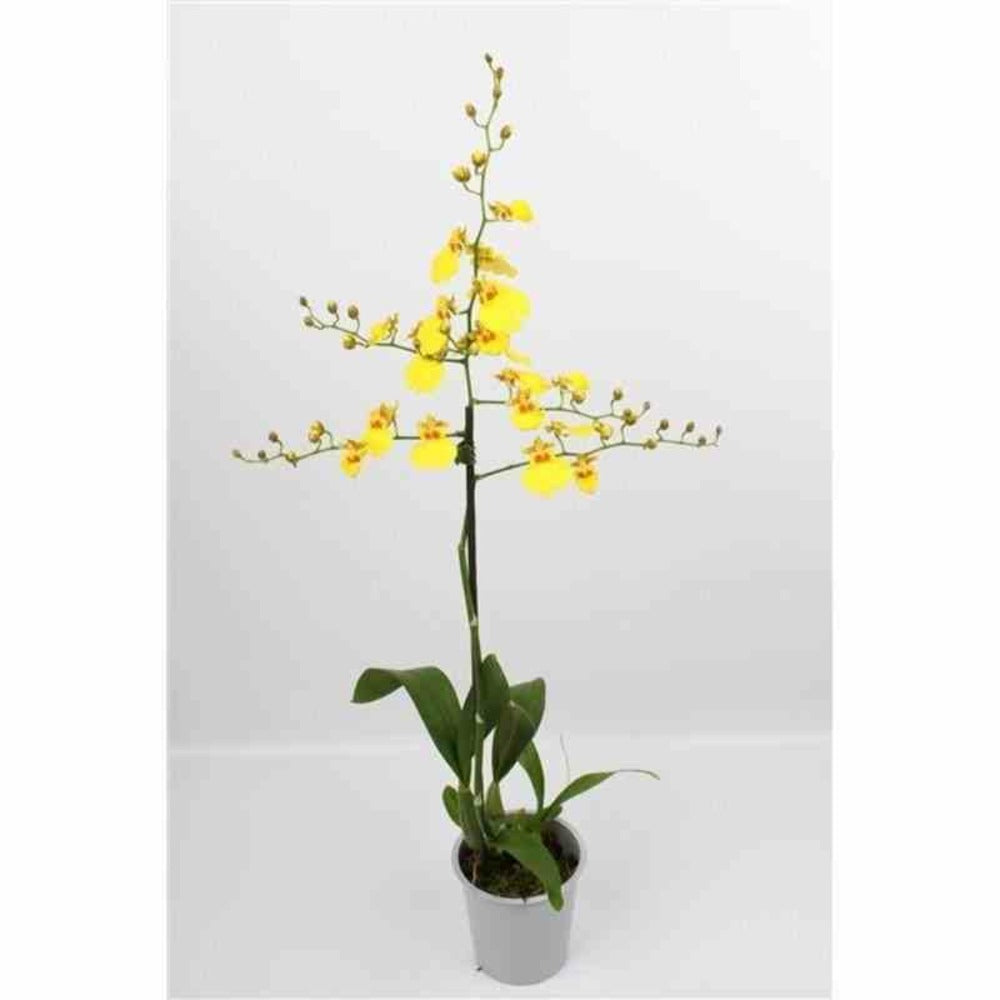  Oncidium Hybride Pot De 1 Litre - 30/50 Cm