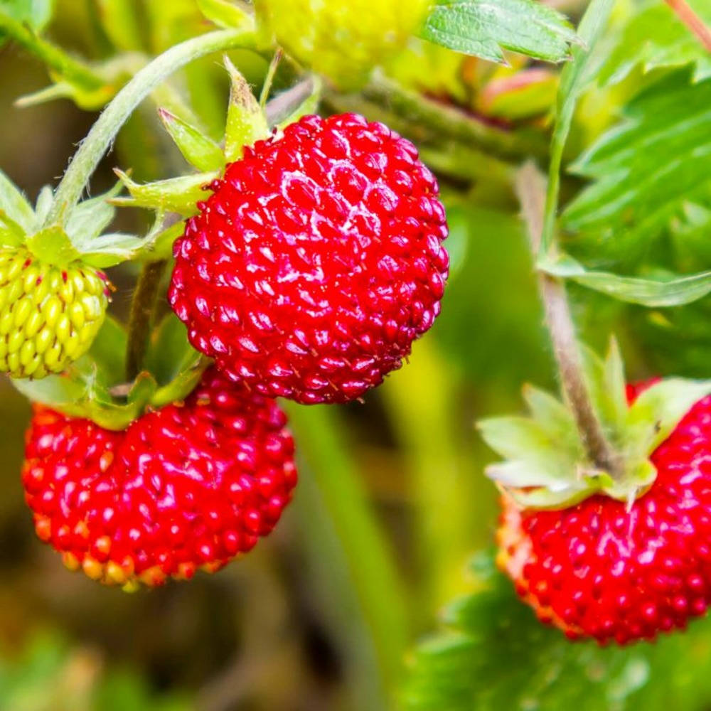  Fraisier Des Bois (fragaria Vesca)
