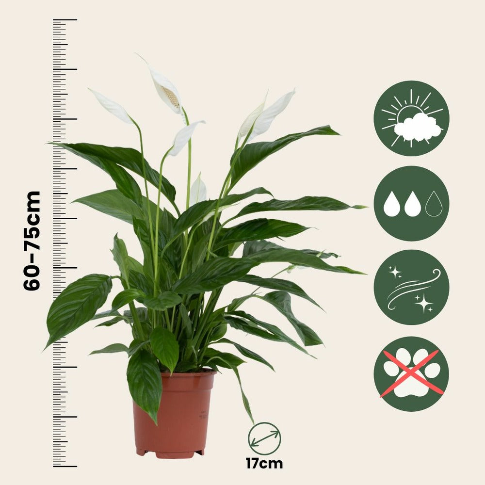  Fleur De Lune - Set De 2 - Spathiphyllum 'lima' - Hauteur 60-75cm - ⌀17cm