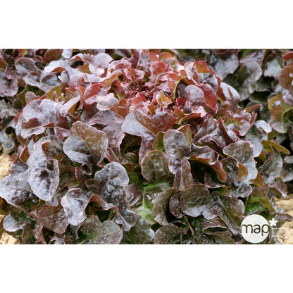  Plants De Laitues 'Grenadine' Et 'Querido' : Barquette De 12 Plants