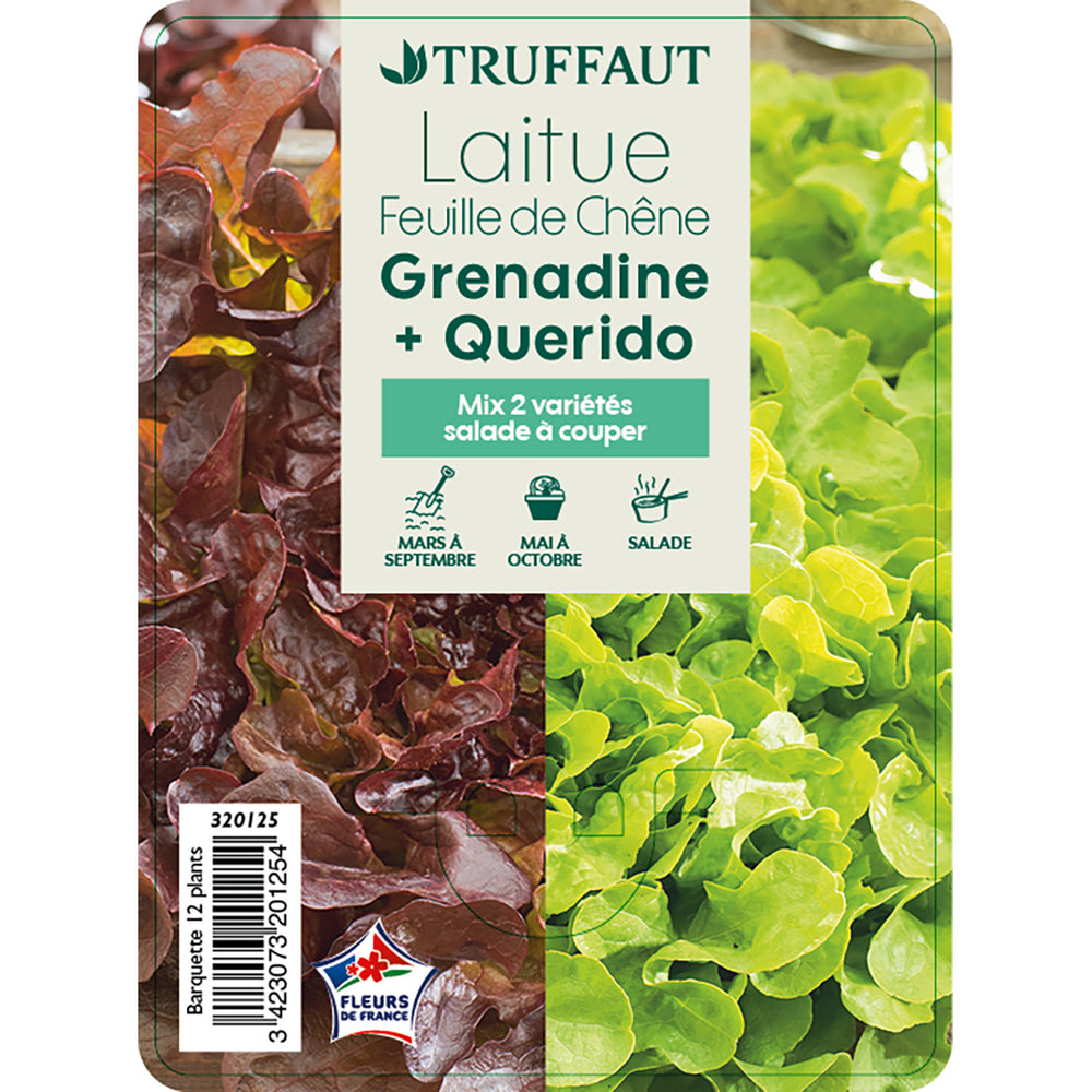  Plants De Laitues 'Grenadine' Et 'Querido' : Barquette De 12 Plants