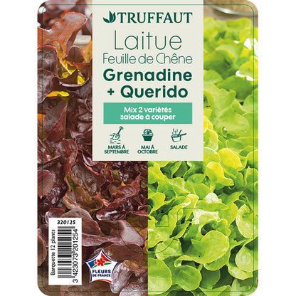  Plants De Laitues 'Grenadine' Et 'Querido' : Barquette De 12 Plants