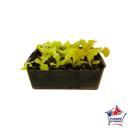  Plants De Laitues 'Grenadine' Et 'Querido' : Barquette De 12 Plants