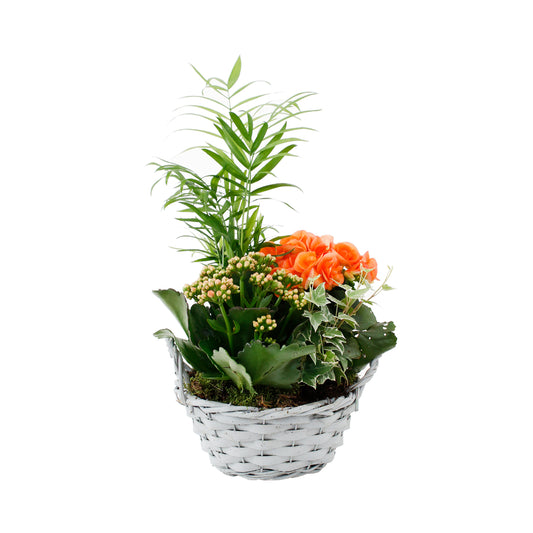  Composition Panier Fleuri : 4 Plantes- Coloris Variables (N2).