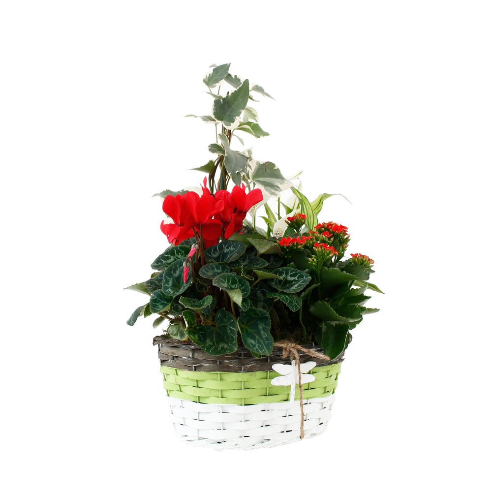  Composition Panier Fleuri : 5 Plantes- Coloris Variables (N3).