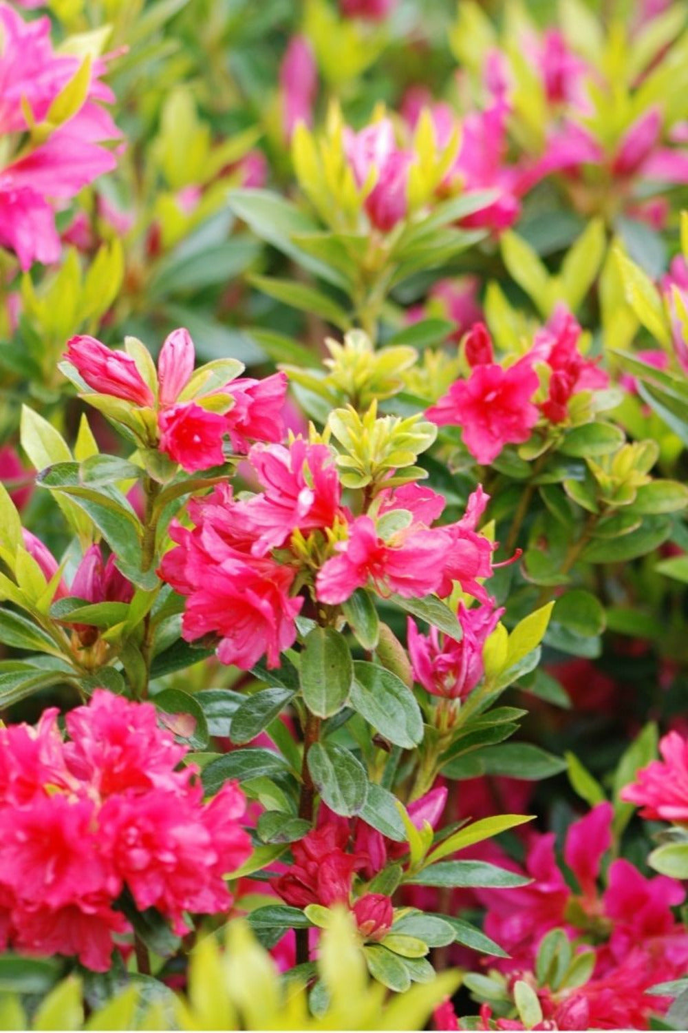  Azalée Du Japon 'roza ' - En Pot De 3 Litres