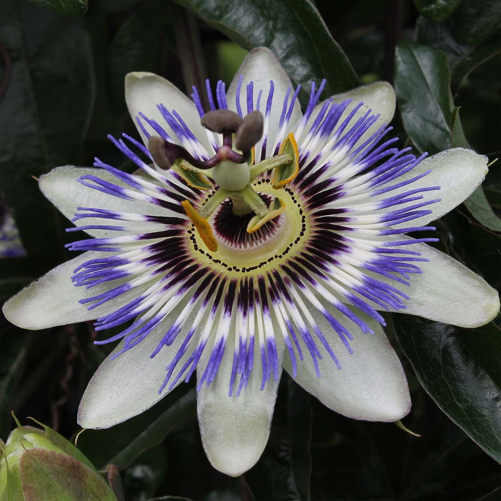 Lot De 2 - Passiflora Caerulea - Fleur De La Passion - Bleu & Blanc - 50-70 Cm De Haut - Pot 15 Cm