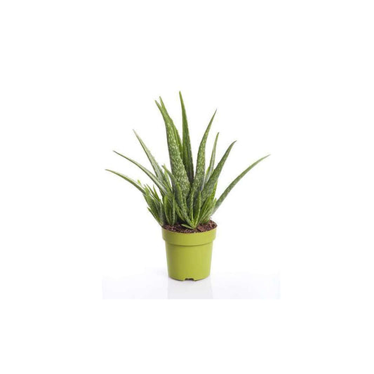  Aloès Véra: Plante Ø15cm Pot