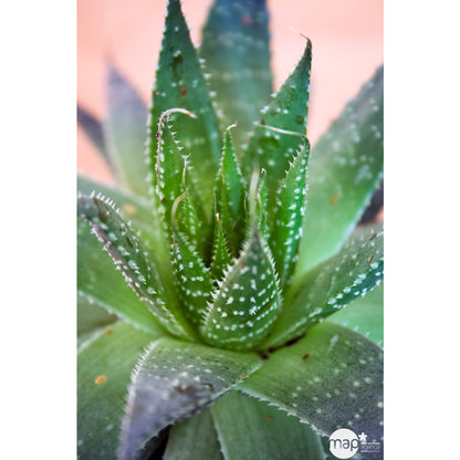  Aloès Véra: Plante Ø15cm Pot