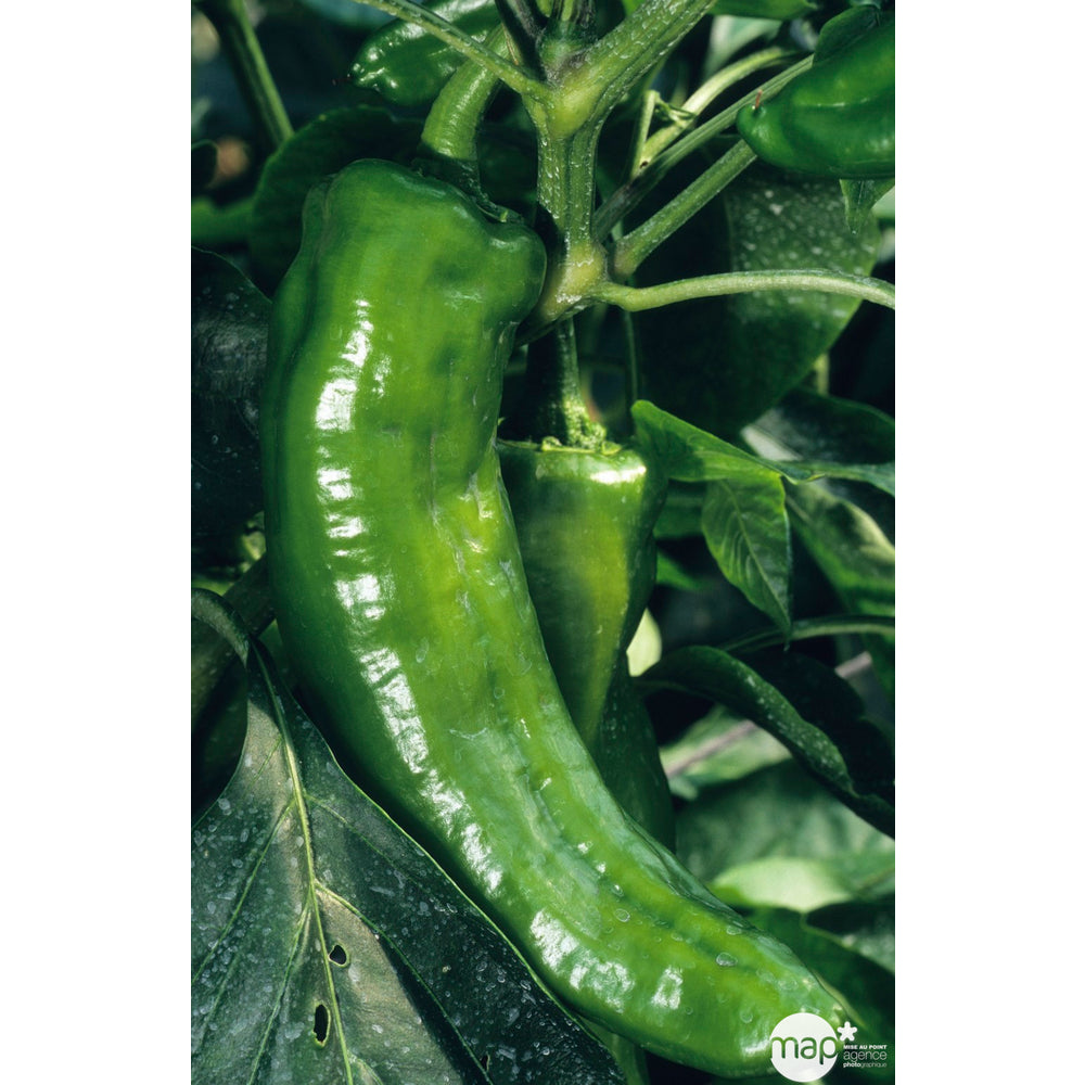  Plant De Poivron Doux 'Lipari' F1 : Pot De 0,5 Litre