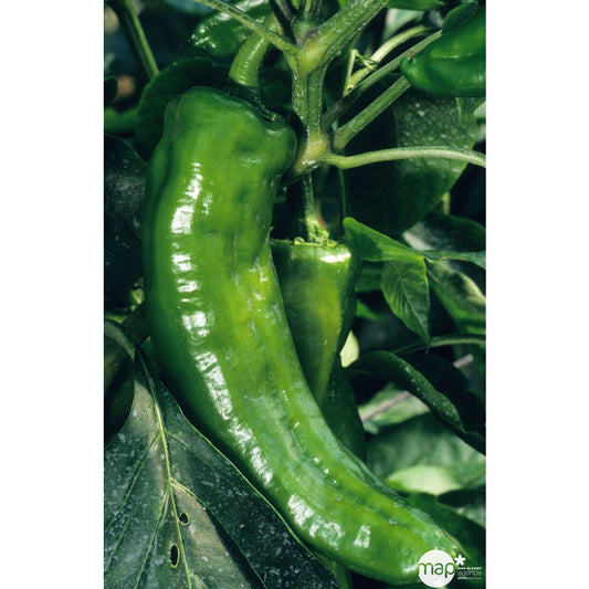  Plant De Poivron Doux 'Lipari' F1 : Pot De 0,5 Litre