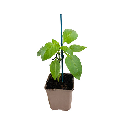  Plant De Poivron Doux 'Lipari' F1 : Pot De 0,5 Litre