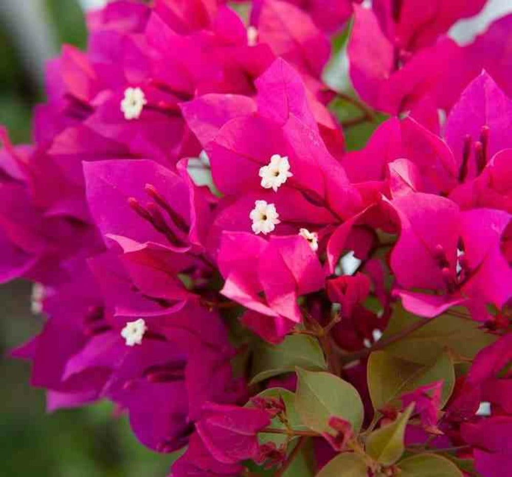  Bougainvillier Bougainvillier 'mini Thai' (bougainvillier Nain) Pot De 130l 150/175cm
