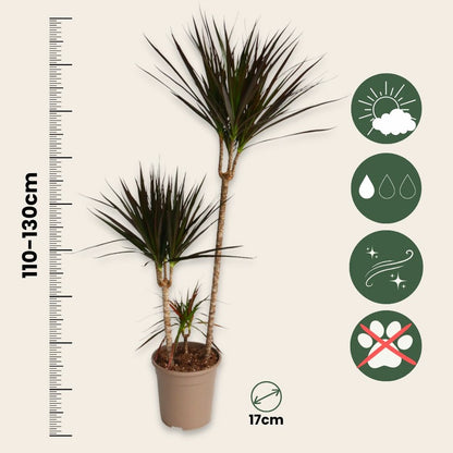  Dragonnier - Dracaena Marginata 'magenta' - Hauteur 110-130cm - ⌀24cm