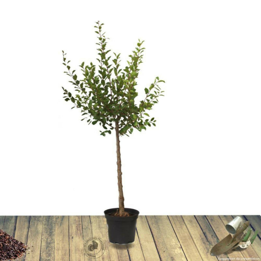  Cerisier Bigarreau Reverchon/[-]pot De 10l - Gobelet 2 Ans - 120/150 Cm