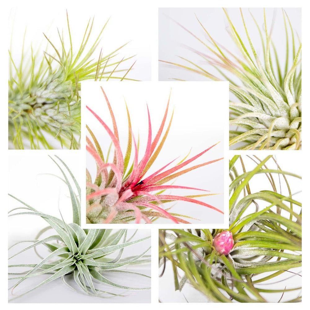  Lot De 5 - Tillandsia - Plantes Aériennes - Dépolluantes - Très Faciles D’entretien - 5-15 Cm