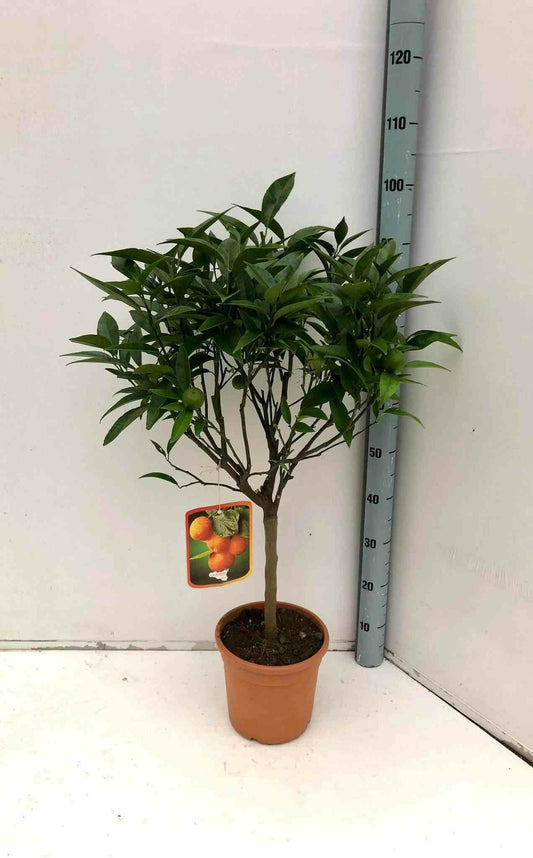  Citrus Clémentina Adulte (syn. Citrus Reticulata) Pot 230l - 175/200cm - Péri 50/60