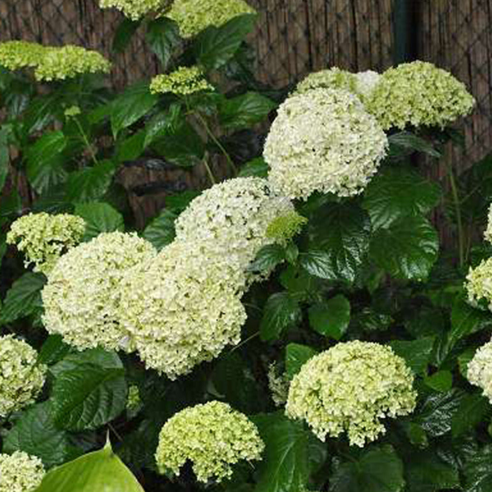  2 X Hortensia De Virginie 'annabelle' - Hydrangea 'annabelle' - 30-50 Cm Pot