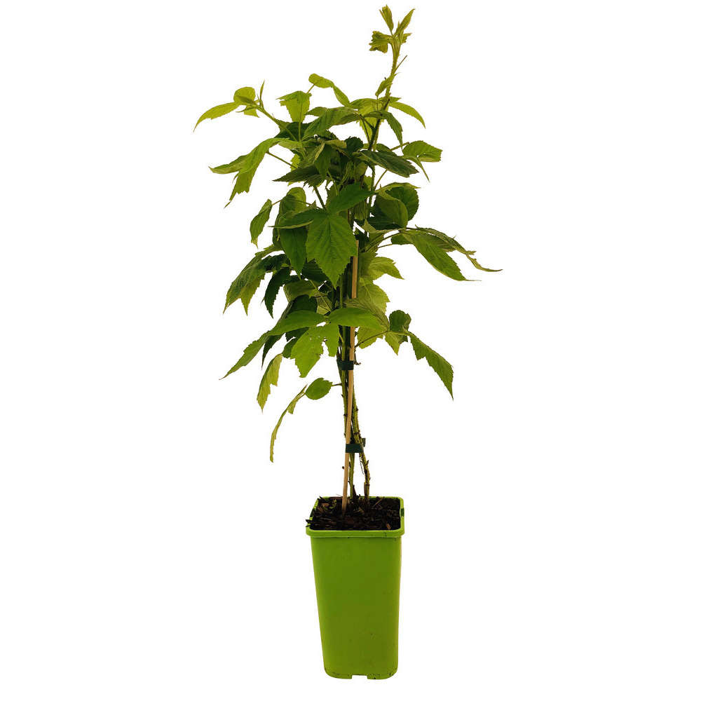  Framboisier 'Golden Everest' : Pot De 1,5 Litres