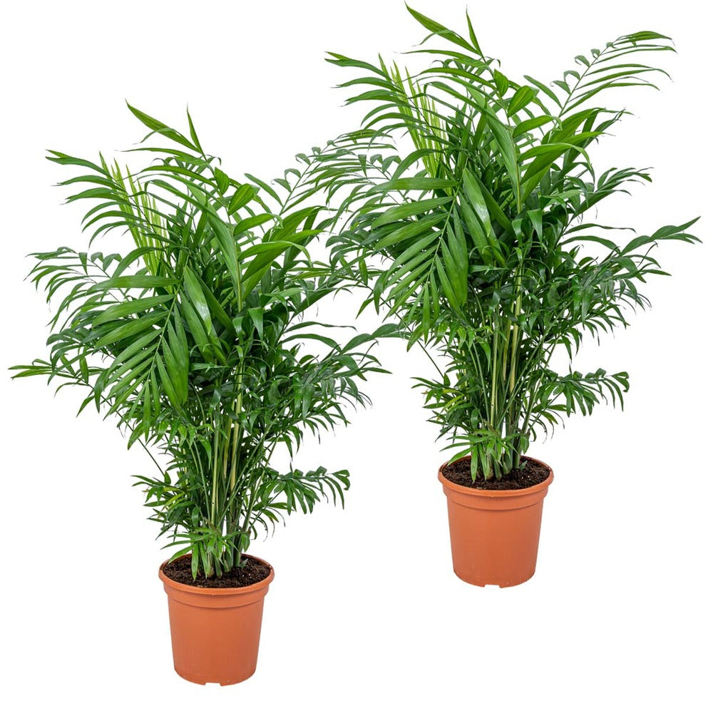  Lot De 2 - Chamaedorea Elegans - Palmier Nain Mexicain - 50-60 Cm De Haut - Pot 17 Cm
