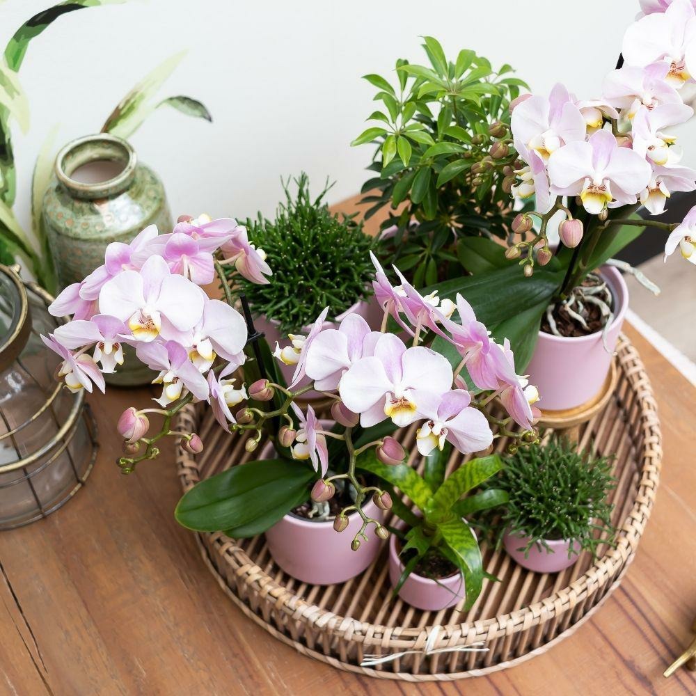  Ensemble De Plantes Vertes Avec Orchidée Rose Et Accessoires
