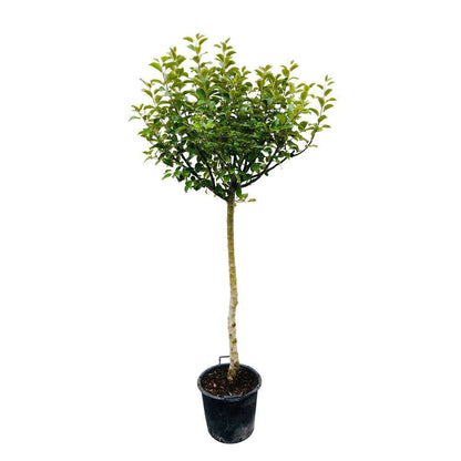  Pommier Belle De Boskoop : Tige Conteneur 7,5 Litres