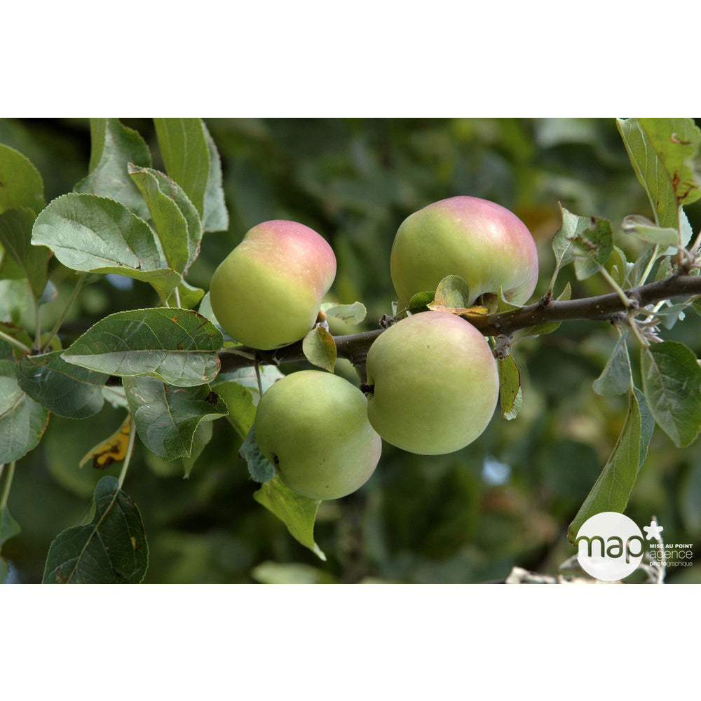  Pommier Belle De Boskoop : Tige Conteneur 7,5 Litres